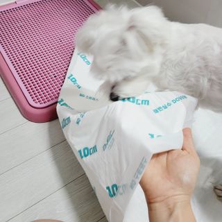 아베크 펫 와이드 프리미엄 대형 애견 강아지 배변 패드 30매 1팩 80g — 5점을 준 리뷰어가 2021년 7월 올린 사용 사진