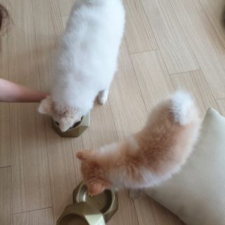 [세싹보울] 세균 싹~ 사라지는 셀앤핏 펫 항균동 애견식기 — 5점을 준 리뷰어가 2021년 6월 올린 사용 사진