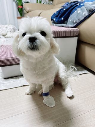 코보콩 에어슈즈 강아지 일회용 신발 소용량 패키지 20매 초경량  미끄럼방지 실내외 겸용 — 3점을 준 리뷰어가 2022년 2월 올린 사용 사진