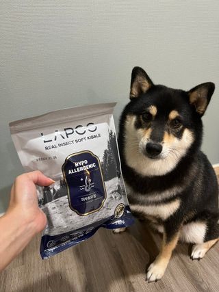 [푸디웜] 라포그 리얼인섹트 소프트키블 스킨 1KG — 5점을 준 리뷰어가 2022년 10월 올린 사용 사진