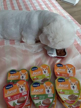 비타크래프트 조에시 하트캔 85g 강아지 습식캔 10캔 — 5점을 준 리뷰어가 2021년 7월 올린 사용 사진
