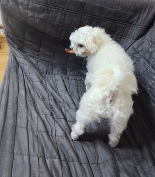 삐랭이님이 올린 리뷰 사진 4