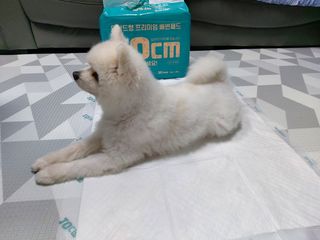 아베크 펫 와이드 프리미엄 대형 애견 강아지 배변 패드 30매 1팩 80g — 5점을 준 리뷰어가 2021년 7월 올린 사용 사진