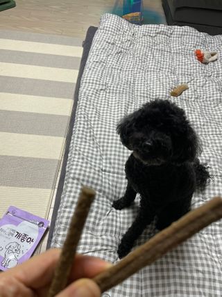 My Pet Care 천연단백질 치아건강에 개좋아 — 5점을 준 리뷰어가 2021년 1월 올린 사용 사진