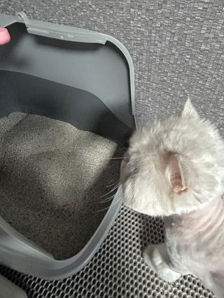 [미유박스] 울티메이트 벤토나이트 오리지널 11.8kg — 5점을 준 리뷰어가 2024년 5월 올린 사용 사진