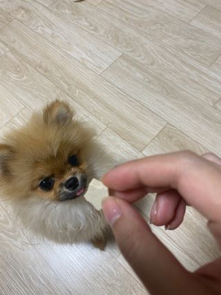 페페로니 자기전에 먹는 저알러지 껌 세트 치킨+오리 — 5점을 준 리뷰어가 2021년 7월 올린 사용 사진