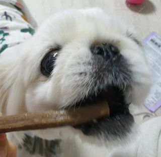My Pet Care 천연단백질 치아건강에 개좋아 — 5점을 준 리뷰어가 2021년 2월 올린 사용 사진