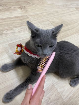 아이캔디 레인보우 볼륨S  브러쉬 for PET 미디엄 — 5점을 준 리뷰어가 2020년 12월 올린 사용 사진