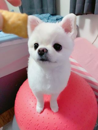 [보장균수5억] 건강한장 프로젝트 강아지간식 보스독 프로펍스트릿 170g 3종 — 5점을 준 리뷰어가 2021년 1월 올린 사용 사진