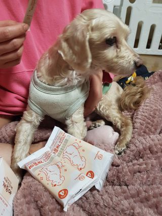 My Pet Care 모발과 모질 피부건강에 개좋아 — 4점을 준 리뷰어가 2021년 4월 올린 사용 사진