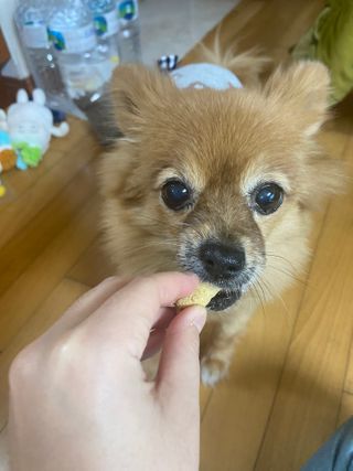 [보장균수500만] 건강한장 프로젝트 강아지사료 보스독 프로바이오틱스 340.19g 2종 — 5점을 준 리뷰어가 2021년 2월 올린 사용 사진