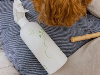 [푸푸몬스터](선물세트) 비건 펫 데오 스프레이(탈취제) 500ml (유향/무향 택 1)+산책 물통+메시지카드 — 5점을 준 리뷰어가 2022년 8월 올린 사용 사진