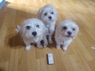 [레드허니밤]자유펫 고양이 강아지 발바닥 밤 14g — 4점을 준 리뷰어가 2021년 11월 올린 사용 사진