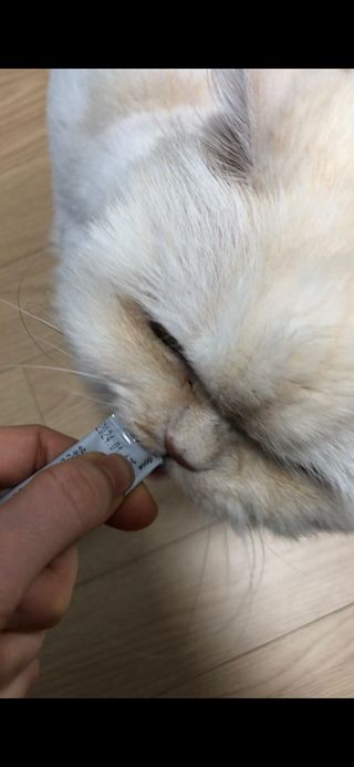 웰케어유산균 체험팩 10일분 (강아지용/고양이용) — 5점을 준 리뷰어가 2022년 12월 올린 사용 사진