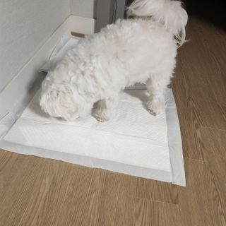 콩닥콩닥행님이 올린 리뷰 사진 2