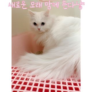 겟플렉스 켓플렉스 캣츠룸BS-1 고양이모래 4kg — 4.5점을 준 리뷰어가 2021년 1월 올린 사용 사진