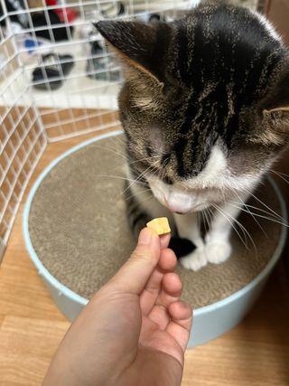 [펫시밀] 원물그대로 영양듬뿍 진공동결건조 북어트릿75g,치킨트릿100g,연어트릿75g 강아지 고양이 간식 — 4점을 준 리뷰어가 2023년 5월 올린 사용 사진
