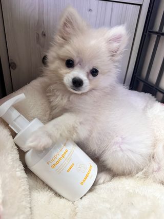 [댕모어 샴푸 2종] 댕샴푸 / 퍼피샴푸  2종 세트 (300ml) — 5점을 준 리뷰어가 2023년 8월 올린 사용 사진