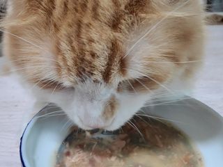 비타크래프트 고양이 수프 50g 3가지맛 x4팩씩 총 12팩 — 4.5점을 준 리뷰어가 2021년 8월 올린 사용 사진