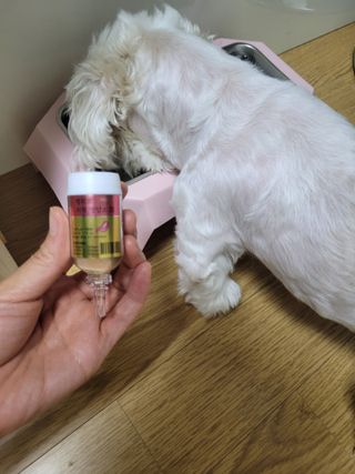무지조타 반려동물용 꽃으로만든영양제 헬리코디펜스 15ml — 5점을 준 리뷰어가 2021년 8월 올린 사용 사진
