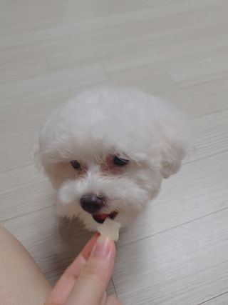 페페로니 자기전에 먹는 저알러지 껌 세트 치킨+오리 — 4점을 준 리뷰어가 2021년 7월 올린 사용 사진