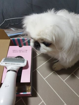 아베크 펫 강아지 고양이 애견 에어 브러쉬 드라이기 올인원 — 5점을 준 리뷰어가 2021년 7월 올린 사용 사진