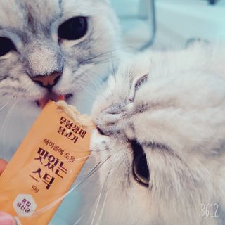 페페로니 맛있는 스틱 - 무항생제 닭고기 15개 + 원양선 참치 15개 — 5점을 준 리뷰어가 2021년 10월 올린 사용 사진