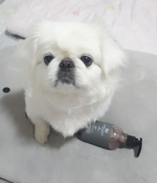 마리앤루이펫샴푸 [mari and louie pet shampoo] — 5점을 준 리뷰어가 2021년 6월 올린 사용 사진