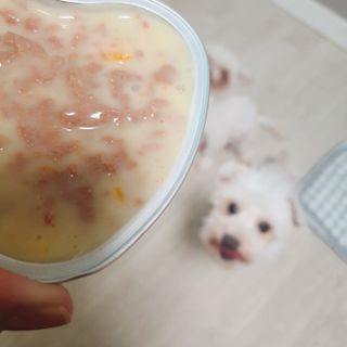 비타크래프트 조에시 하트캔 85g 강아지 습식캔 10캔 — 5점을 준 리뷰어가 2021년 7월 올린 사용 사진