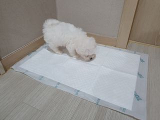 아베크 펫 와이드 프리미엄 중형 애견 강아지 배변 패드 54매 1팩 45g — 4점을 준 리뷰어가 2021년 7월 올린 사용 사진