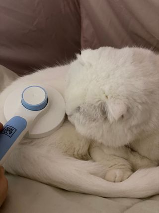 화이집사님이 올린 리뷰 사진 2