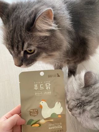 도그퓨어 푸드닭 강아지 닭고기 통살 애견간식 오리지널/차전자피/초록입홍합 — 5점을 준 리뷰어가 2021년 10월 올린 사용 사진