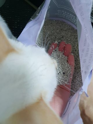 겟플렉스 켓플렉스 캣츠룸BS-1 고양이모래 4kg — 5점을 준 리뷰어가 2021년 1월 올린 사용 사진