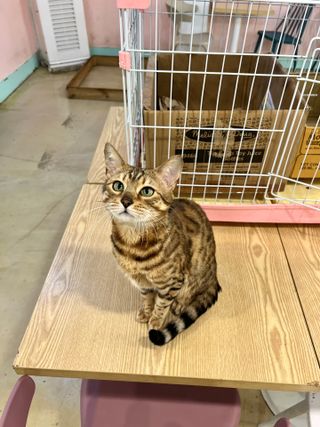 케이크러버님이 올린 리뷰 사진 2