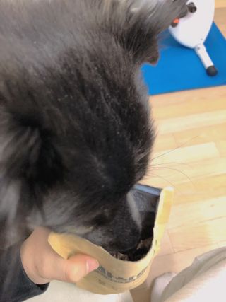 [보헤리] 국내산 강아지 육포간식 바삭 64 2종 — 5점을 준 리뷰어가 2022년 4월 올린 사용 사진
