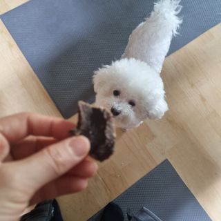 [졸리졸리] 말고기 육포 간식 (HORSE MEAT JERKY) — 5점을 준 리뷰어가 2023년 1월 올린 사용 사진