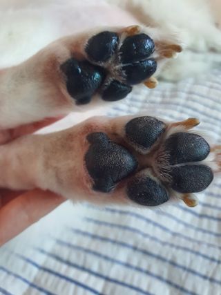 [레드허니밤]자유펫 고양이 강아지 발바닥 밤 14g — 5점을 준 리뷰어가 2021년 10월 올린 사용 사진