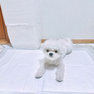 펭뽀꾸님이 올린 리뷰 사진 1