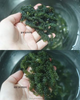 [피터씨마켓] 바다포도 100g(20g x 5봉) 우미부도 그린캐비어 ASMR 소분포장 — 5점을 준 리뷰어가 2024년 8월 올린 사용 사진