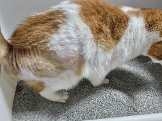 [미유박스] 울티메이트 벤토나이트 오리지널 11.8kg — 5점을 준 리뷰어가 2024년 5월 올린 사용 사진