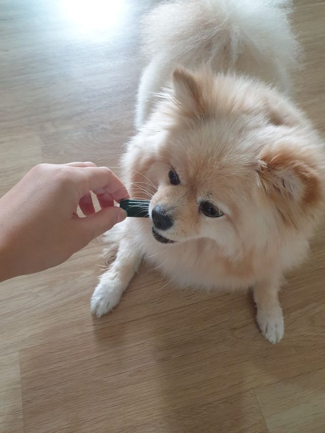 진짜 양치되는 강아지덴탈츄 아크내추럴스 브러시리스 리뷰 사진