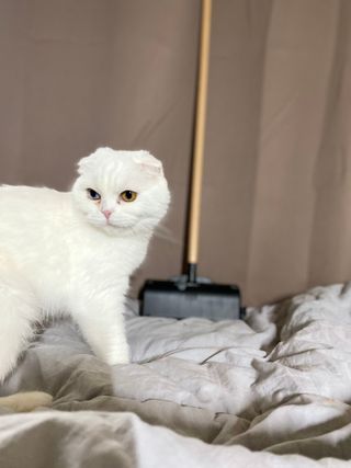 화이집사님이 올린 리뷰 사진 1