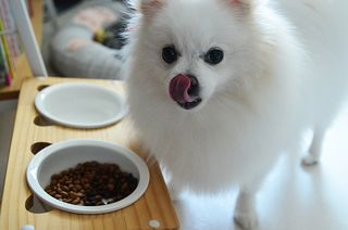 [푸디웜] 라포그  리얼인섹트 웨이트밸런스 저알러지 강아지 사료  1.2KG — 5점을 준 리뷰어가 2021년 7월 올린 사용 사진