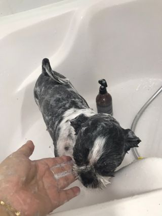 마리앤루이펫샴푸 [mari and louie pet shampoo] — 5점을 준 리뷰어가 2021년 5월 올린 사용 사진