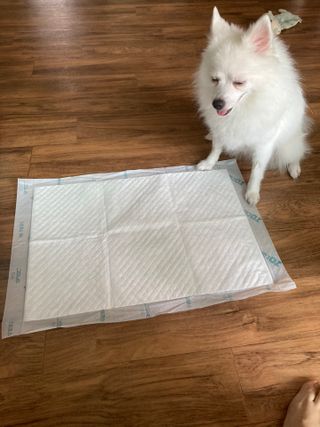 아베크 펫 와이드 프리미엄 중형 애견 강아지 배변 패드 54매 1팩 45g — 5점을 준 리뷰어가 2021년 7월 올린 사용 사진
