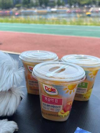 돌 MF[Dole] 파인애플컵/망고컵/복숭아컵 198g 6입X1박스 (맛 1가지 랜덤 발송) — 5점을 준 리뷰어가 2023년 6월 올린 사용 사진