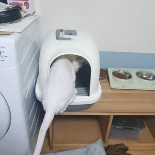 구리로양님이 올린 리뷰 사진 4