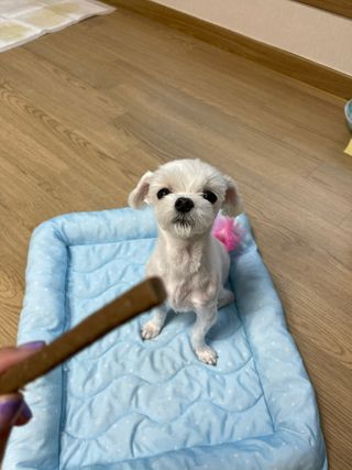 My Pet Care 장건강에 개좋아 — 5점을 준 리뷰어가 2021년 2월 올린 사용 사진