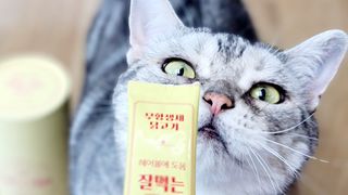 페페로니 잘 먹는 캣츄 - 무항생제 닭고기 24개입 — 5점을 준 리뷰어가 2021년 7월 올린 사용 사진