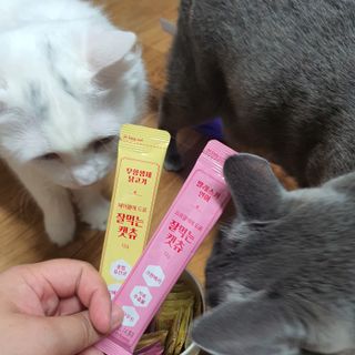 페페로니 잘 먹는 캣츄 - 무항생제 닭고기 12개 + 알래스카 연어 12개 — 5점을 준 리뷰어가 2021년 8월 올린 사용 사진